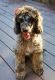 Standard Poodle Puppies for sale in Oconomowoc, WI 53066, USA. price: NA