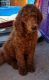 Standard Poodle Puppies for sale in Delano, CA, USA. price: NA