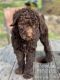 Standard Poodle Puppies for sale in 451 E Central Texas Expy, Harker Heights, TX 76548, USA. price: $2,500