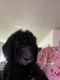 Standard Poodle Puppies for sale in 334 State Rd S-38-75, Cordova, SC 29039, USA. price: NA