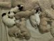 Standard Poodle Puppies for sale in Westlake Village, CA, USA. price: NA