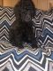 Standard Poodle Puppies for sale in Quinlan, TX 75474, USA. price: $1,500