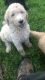 Standard Poodle Puppies for sale in Frankfort, KY 40601, USA. price: NA