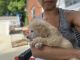 Standard Poodle Puppies for sale in Forest Heights, MD 20745, USA. price: NA