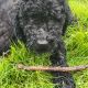 Standard Poodle Puppies for sale in Buford, GA, USA. price: $800