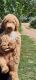 Standard Poodle Puppies for sale in Skull Valley, AZ, USA. price: NA