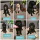 Standard Poodle Puppies for sale in Hemet, CA, USA. price: $300
