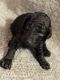 Standard Poodle Puppies for sale in Sulphur, LA, USA. price: $1,000