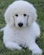 Standard Poodle Puppies for sale in Blountsville, AL 35031, USA. price: NA
