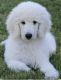 Standard Poodle Puppies for sale in Blountsville, AL 35031, USA. price: NA