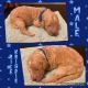 Standard Poodle Puppies for sale in Deputy, IN 47230, USA. price: $1,550