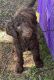 Standard Poodle Puppies for sale in Mechanicsburg, PA, USA. price: NA