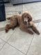 Standard Poodle Puppies for sale in Navarre, FL 32566, USA. price: $1,500