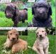 Standard Poodle Puppies for sale in Eagan, MN, USA. price: NA