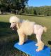 Standard Poodle Puppies for sale in Atlanta, TX, USA. price: $2,000