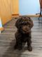Standard Poodle Puppies for sale in Knox County, OH, USA. price: $800