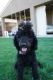 Standard Poodle Puppies for sale in Visalia, CA 93291, USA. price: NA
