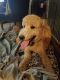 Standard Poodle Puppies for sale in Longview, TX, USA. price: NA
