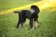 Standard Poodle Puppies for sale in Brandenburg, KY 40108, USA. price: $1,000