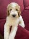 Standard Poodle Puppies for sale in Great Neck, NY, USA. price: $850