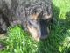 Standard Poodle Puppies for sale in Pittsfield, IL 62363, USA. price: NA