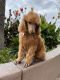Standard Poodle Puppies for sale in Fresno, CA, USA. price: NA