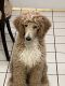 Standard Poodle Puppies for sale in Sun City West, AZ, USA. price: NA