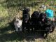 Standard Poodle Puppies for sale in Lincolnton, NC 28092, USA. price: NA