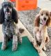 Standard Poodle Puppies for sale in Lorain, OH, USA. price: NA