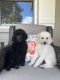 Standard Poodle Puppies for sale in Largo, FL, USA. price: NA