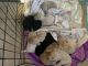 Standard Poodle Puppies for sale in Los Banos, CA, USA. price: NA