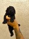 Standard Poodle Puppies for sale in Las Vegas, NV, USA. price: $1,200