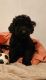 Standard Poodle Puppies for sale in Elwood, IN 46036, USA. price: $500