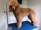 Standard Poodle Puppies for sale in Winter Haven, FL, USA. price: NA
