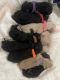 Standard Poodle Puppies for sale in North Fontana, Fontana, CA 92336, USA. price: $2,000