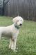 Standard Poodle Puppies for sale in Riverview, FL 33578, USA. price: $100