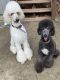 Standard Poodle Puppies for sale in Jesup, GA, USA. price: NA