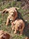 Standard Poodle Puppies for sale in Walden, VT, USA. price: $3,000