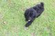 Standard Poodle Puppies for sale in Sulphur, LA, USA. price: $400