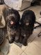 Standard Poodle Puppies for sale in Panama City Beach, FL, USA. price: $300