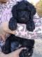 Standard Poodle Puppies for sale in Hohenwald, TN 38462, USA. price: NA