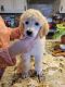 Standard Poodle Puppies for sale in Ramona, OK 74061, USA. price: $14,001,600