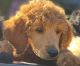 Standard Poodle Puppies for sale in Henderson, TX 75653, USA. price: NA