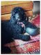 Standard Poodle Puppies for sale in Lewisville, TX, USA. price: NA