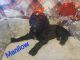 Standard Poodle Puppies for sale in Wikieup, AZ 85360, USA. price: $1,300
