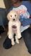 Standard Poodle Puppies for sale in Canton, OH, USA. price: NA