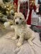 Standard Poodle Puppies for sale in Port Colborne, ON, Canada. price: $500