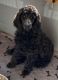 Standard Poodle Puppies for sale in Gainesville, TX 76240, USA. price: $1,000