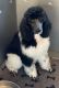 Standard Poodle Puppies for sale in Gainesville, TX 76240, USA. price: NA