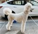 Standard Poodle Puppies for sale in Frederick, MD, USA. price: NA